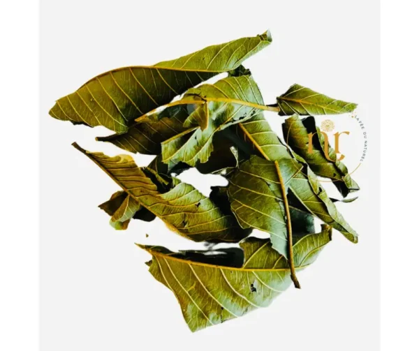 Feuille de goyave – Image 2